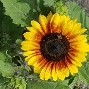 Meet your Posher, Somer